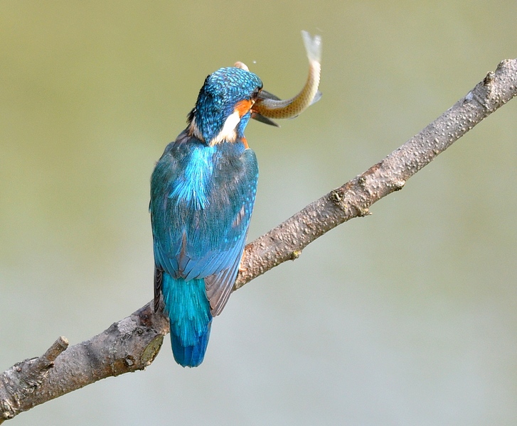 Un Martino obbediente